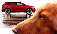 Ford Edge лучший автомобиль для перевозки домашних животных